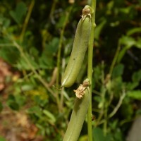 Crotalaria pallida Aiton